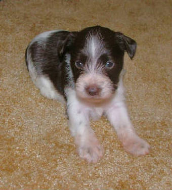 AKC Chocolate (Liver) & White Parti Miniature Schnauzer by Destiny Blooms